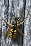 Vespula germanica