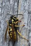 Vespula germanica