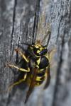Vespula germanica