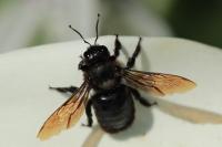 Xylocopa violacea
