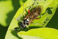 Macrophya punctumalbum