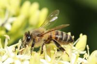 Apis mellifera