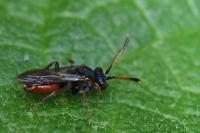 Nomada fabriciana