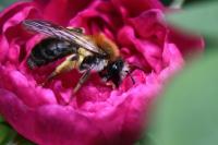Andrena nitida