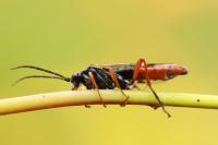 Tenthredopsis litterata