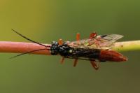 Tenthredopsis litterata