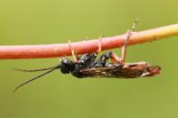 Tenthredopsis litterata