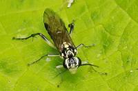 Pachyprotasis