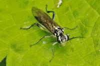 Pachyprotasis