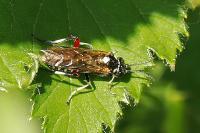 Macrophya punctumalbum