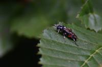 Macrophya punctumalbum