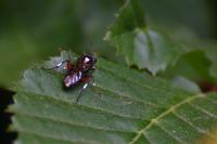 Macrophya punctumalbum