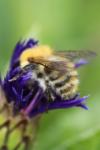 Bombus pascuorum