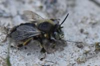 Anthophora retusa