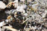 Anthophora retusa