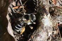 Anthophora retusa