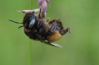 Anthophora retusa