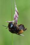 Anthophora retusa