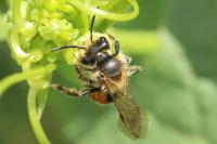 Andrena florea
