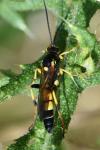 Ichneumon xanthorius