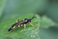 Ichneumon xanthorius