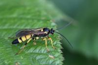 Ichneumon xanthorius