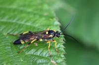 Ichneumon xanthorius