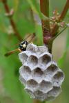 Polistes nimpha