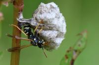 Polistes nimpha