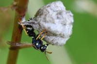 Polistes nimpha