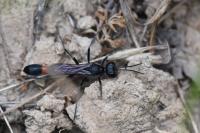 Ammophila sabulosa