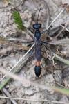 Ammophila sabulosa
