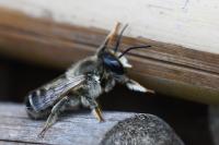 Megachile ericetorum