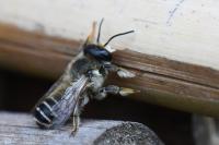 Megachile ericetorum