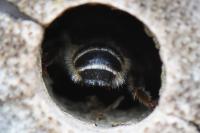 Megachile ericetorum