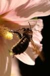 Xylocopa violacea