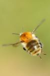 Bombus pascuorum