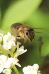 Apis mellifera