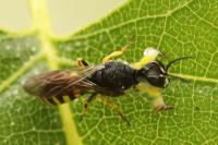 Lestica clypeata