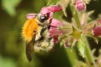 Bombus pascuorum