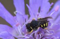 Pseudoanthidium nanum