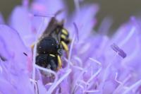 Pseudoanthidium nanum