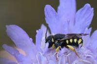 Pseudoanthidium nanum