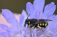 Pseudoanthidium nanum