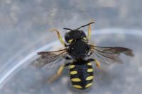 Pseudoanthidium nanum