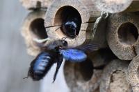 Xylocopa violacea