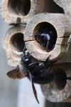 Xylocopa violacea