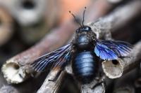 Xylocopa violacea
