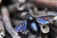 Xylocopa violacea