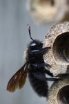 Xylocopa violacea